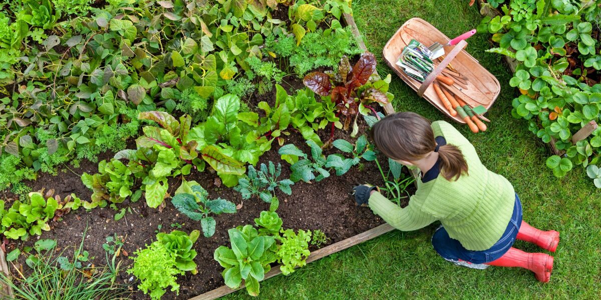 The Benefits and Steps to Establishing a Raised Vegetable Garden