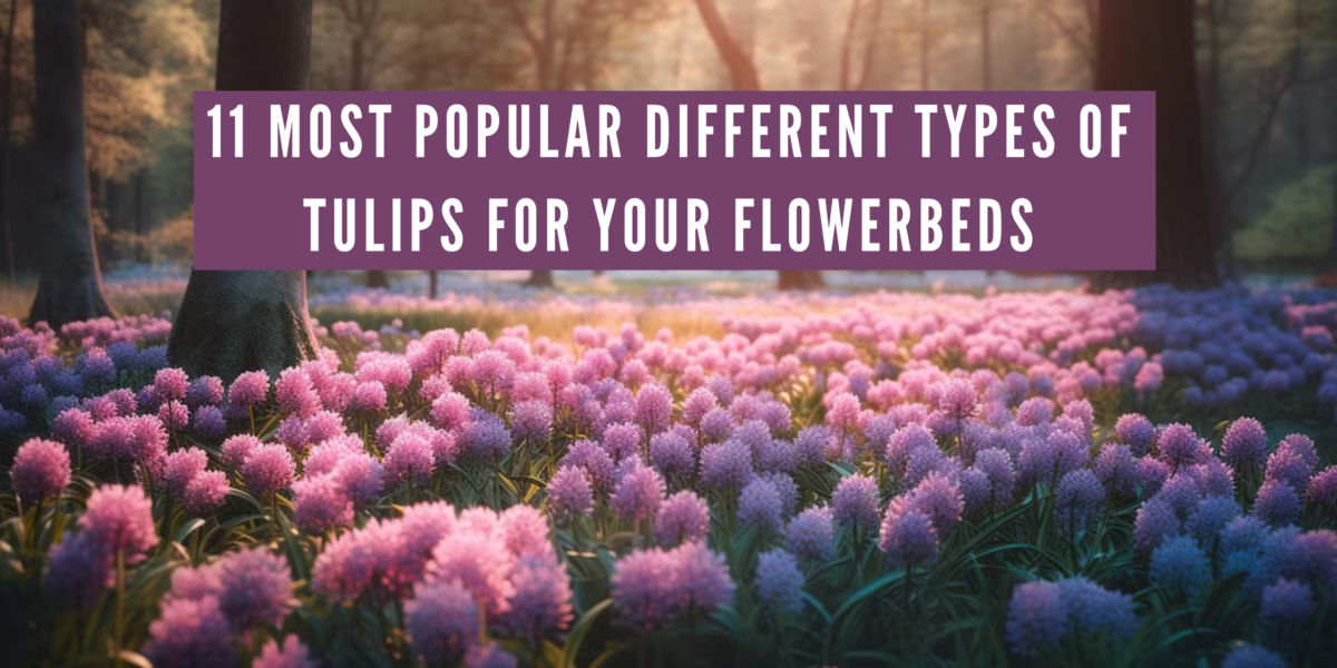 Featured Image of 11 Most Popular Different Types of Tulips for Your Flowerbeds