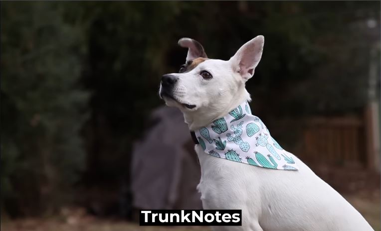 How Long Do Dogs Stay Pregnant Before They Give Birth?