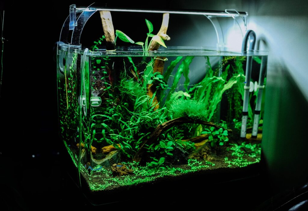 Aquascaping