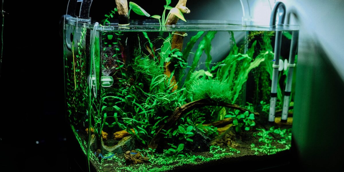 Diving into Aquascaping: Essential Tips and Techniques for Starters