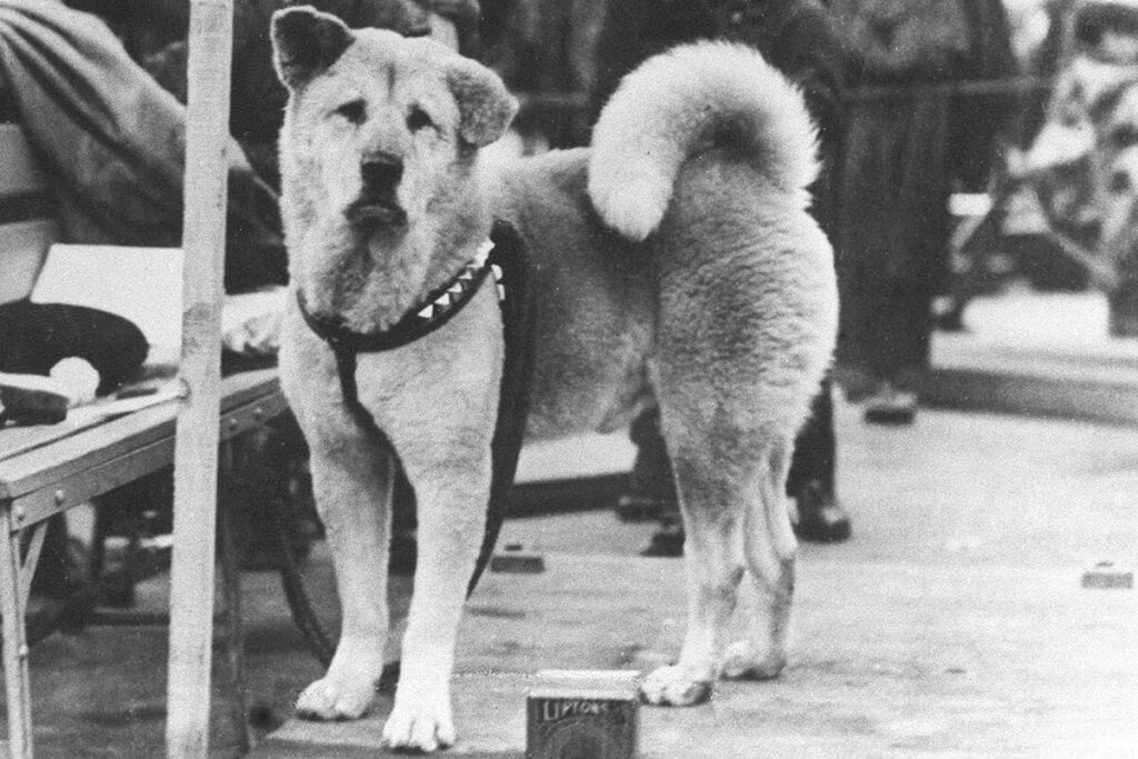 Hachiko Sakuma