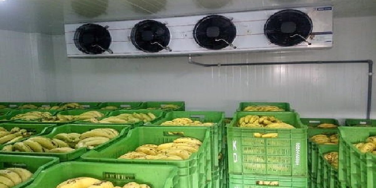 The Benefits of Banana Cold Stores in Ripening Process